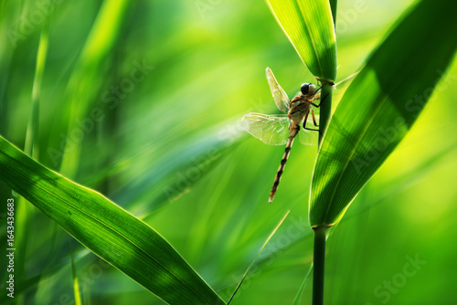 Dragonflies inhabiting wild plants, close-up of outdoor insects