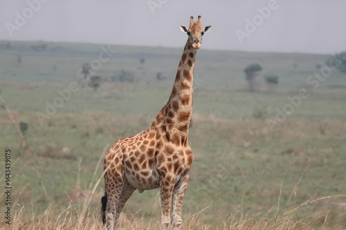 giraffe in zoo 