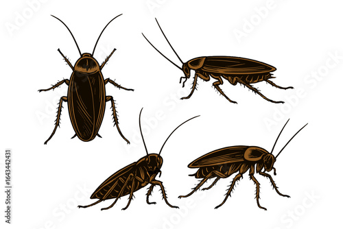 Cockroach illustration set. Pest control vector graphics. Detailed insect drawings for exterminator and hygiene projects. Roach infestation icon for entomology and biology.