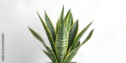Snake Plant isolated on transparent background  