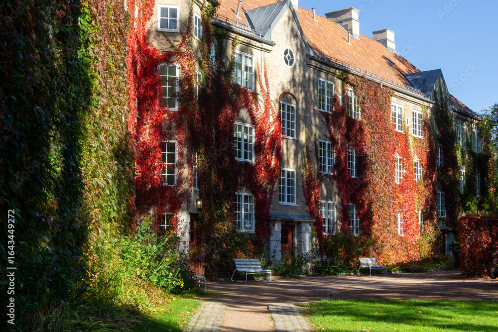 Naklejka premium Vibrant Red Fall Vine Covering Residential Building Wall in Fagerborg Oslo