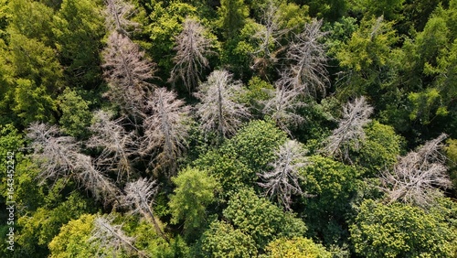 Aerial view of forest with dead trees – climate change and drought impact