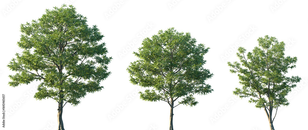 Obraz premium Set of Pterocarya fraxinifolia (commonly known as Caucasian wingnut) frontal set street trees isolated png on a transparent background perfectly cutout