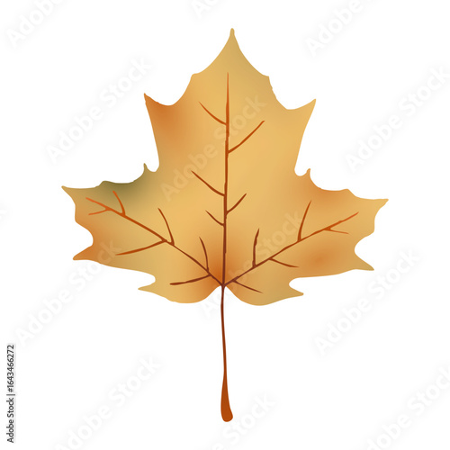 Autumn fall sugar maple leaf