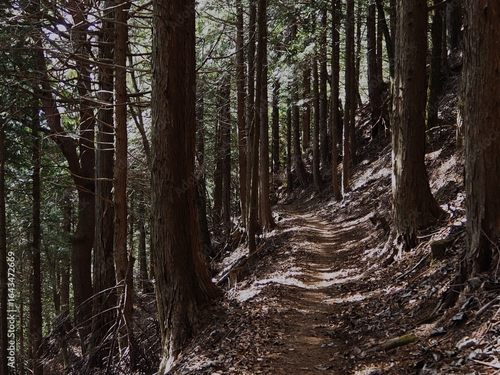 Obraz premium 三ツ峠の山道