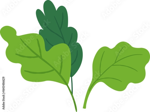 Fresh Spinach Leaves Vector Illustration