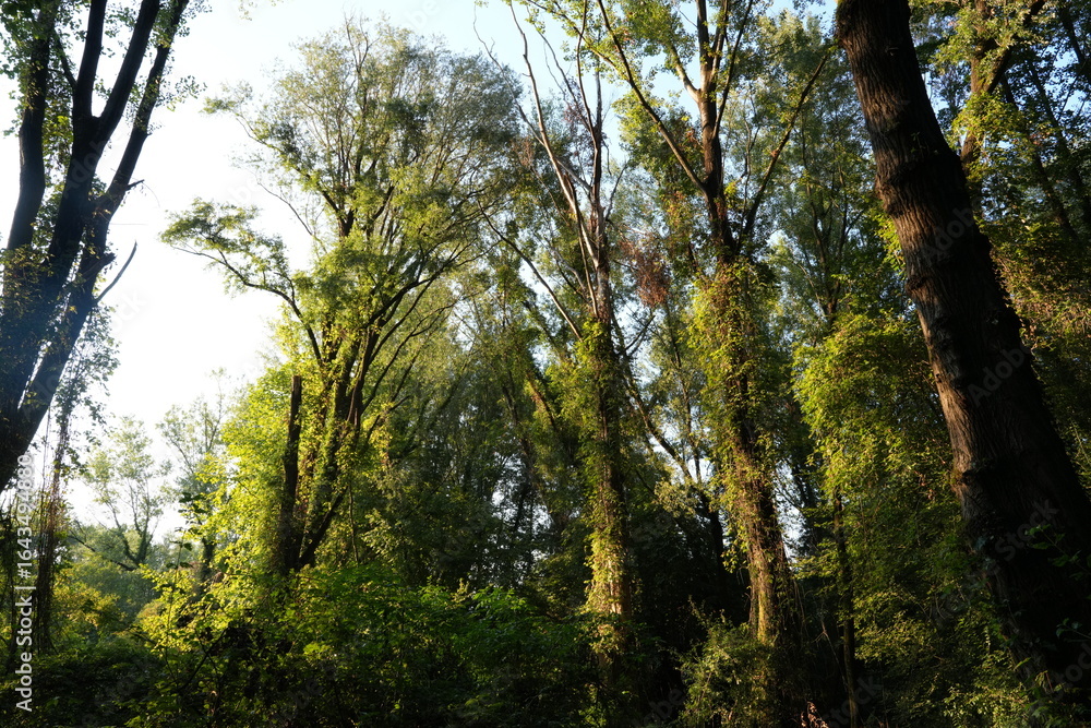 Fototapeta premium ALBERI COPERTI DAI RAMPICANTI