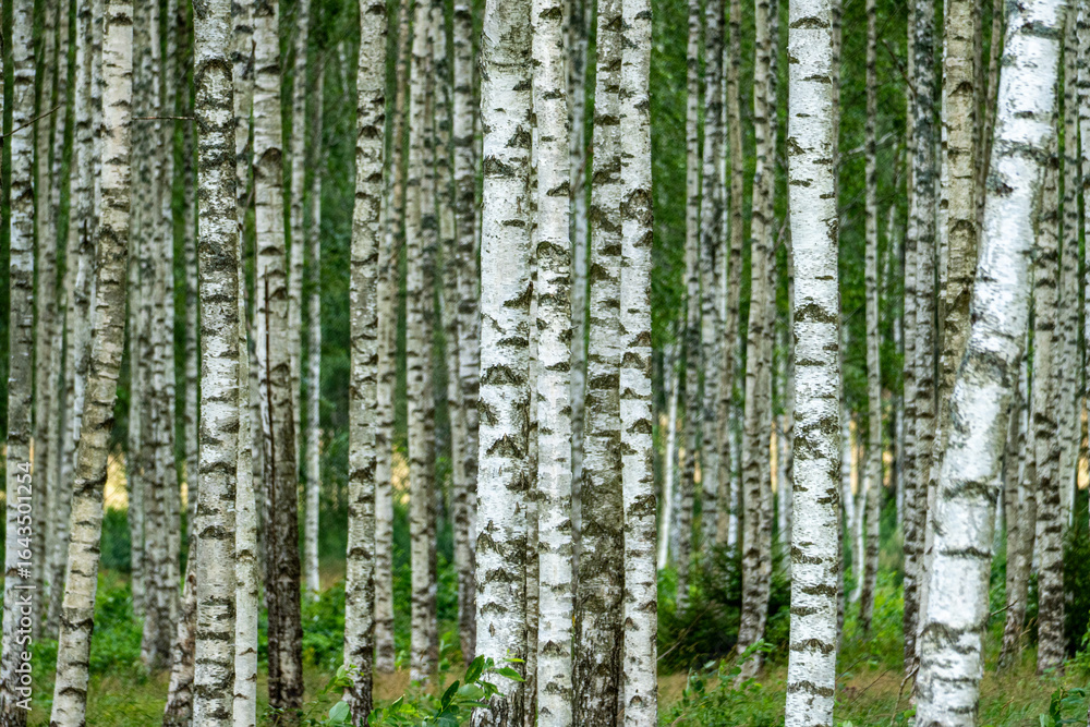 Fototapeta premium Dense Birch Forest with White Bark and Green Understory – Natural Woodland Landscape