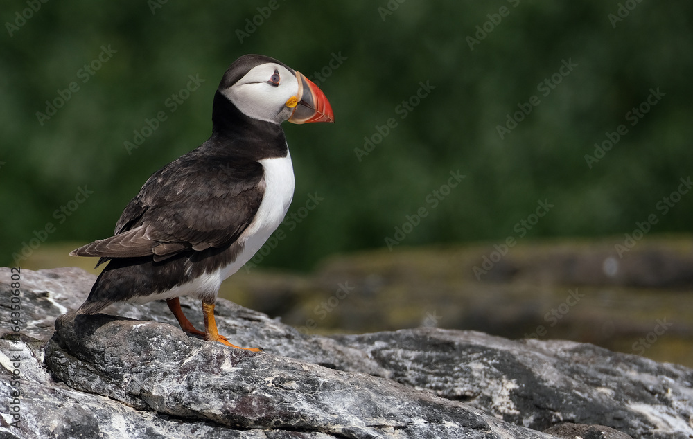 Fototapeta premium Puffins are any of three species of small alcids in the bird genus Fratercula. These are pelagic seabirds that feed primarily by diving in the water. They breed in large colonies on coastal cliffs.r