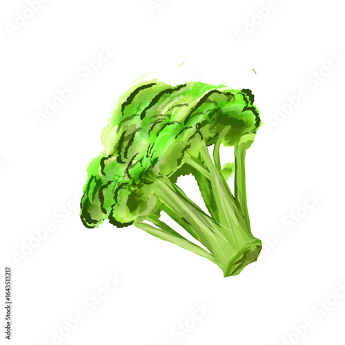 illustration of fresh broccoli without background