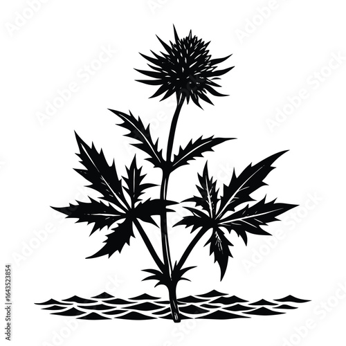 Sea Holly Plant Silhouette Botanical Illustration Black and White on White Background