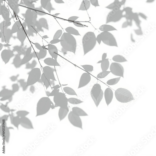 shadow overlay effect. Gray shadow of leaves isolated on white background. 
Plant foliage leaf shadow light effect. Mockup Blurred tree branch shadow. Ideal for summer spring design elements PNG