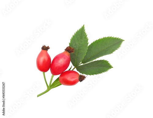 Branch of fresh rose hips with red fruits and leaves isolated on white background