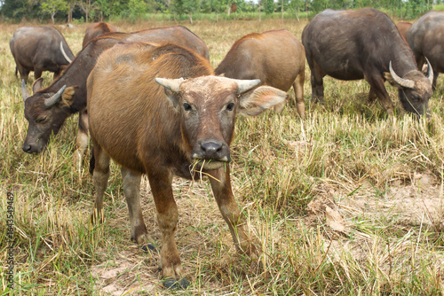 Many thai buffalo.A herd of buffalo is eating grass in the field.