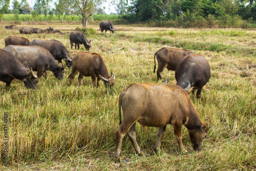 Many thai buffalo.A herd of buffalo is eating grass in the field.
