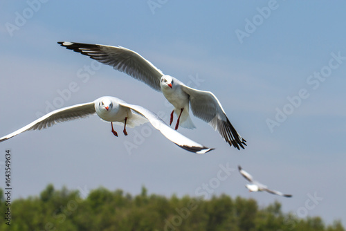 A seagull flew in the sky near another seagull.Flying seagulls.