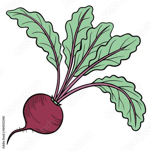 Illustration of a cartoon style beetroot with leafy greens on a white background