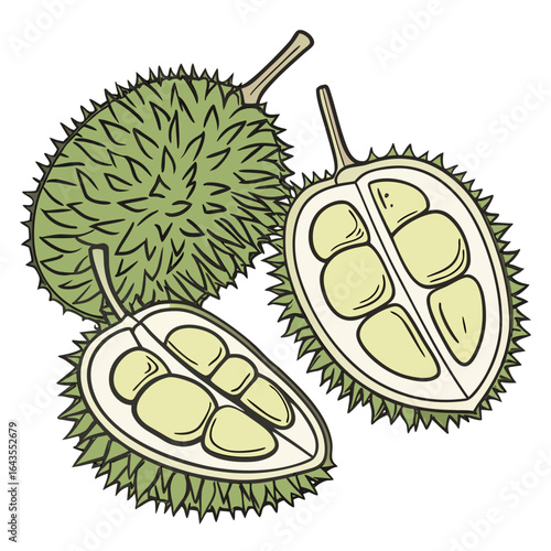 Illustration of a ripe durian fruit with halves showing creamy segments