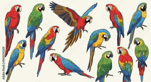 Illustration of a group of colorful macaw parrots perched and flying with wings spread out wide and long tails 100