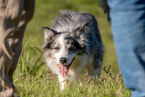 Chien animal de compagnie Border collie