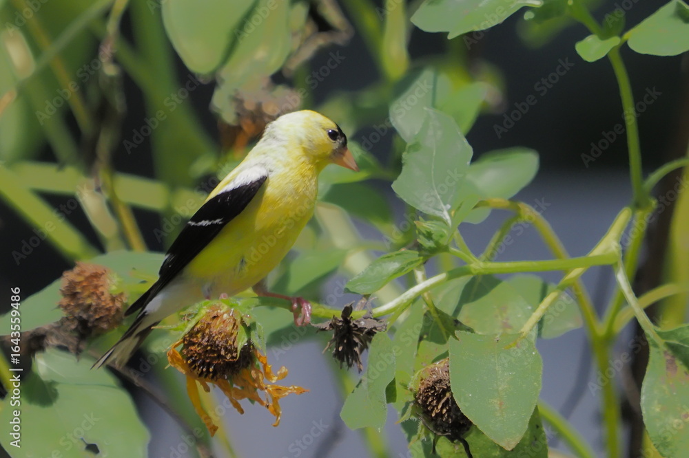 Obraz premium Yellow bird American goldfinch amongst colorful flowers eating seeds. 