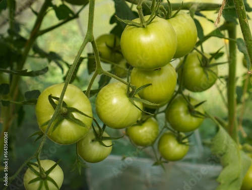 Wallpaper Mural A bunch of green tomatoes ripening on branches in a greenhouse in a garden plot as a concept for growing organic vegetables on your own Torontodigital.ca