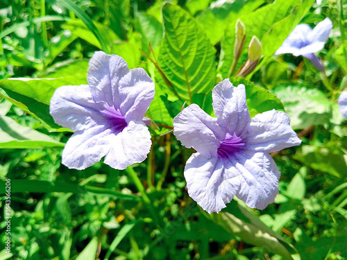 The Ruellia tuberosa flower, or purple chrysanthemum, has soft purple petals that bloom among the green foliage. Its presence provides a touch of natural beauty amidst the wild grass