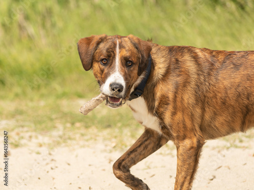 Chien Corse - cursinu