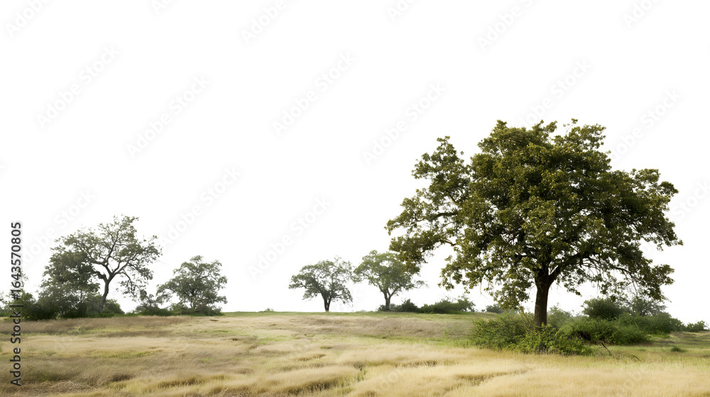 Obraz premium landscape of trees on vast field isolated on white background