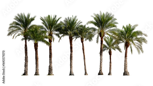 Fototapeta Naklejka Na Ścianę i Meble -   row of palm trees, with lush green leaves and tall trunks isolated on white background