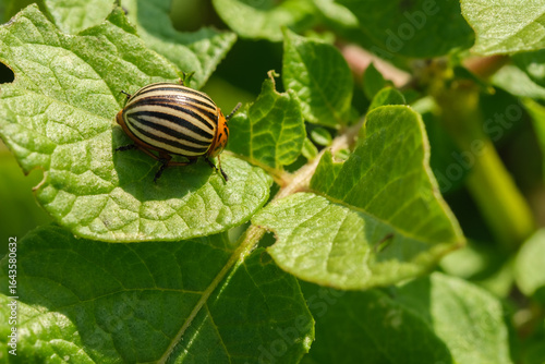 Close-up image of agricultural pest Colorado potato beetle (Leptinotarsa decemlineata), copy space. Pest invasion, insects on eaten damaged leaves.