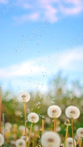 Dandelions in the sky