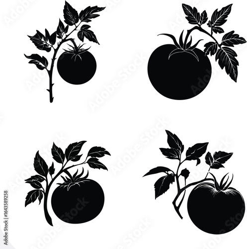 Black tomato plant, four variations EPS