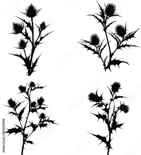 Thistle Silhouette, Floral Elements EPS