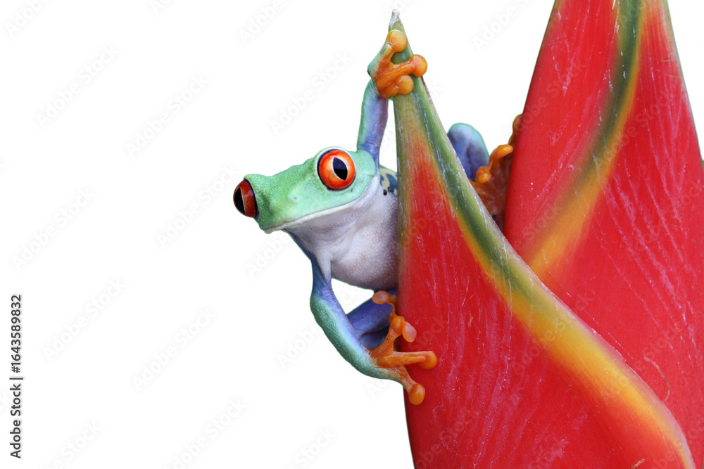 Fototapeta premium Red-eyed tree frog climbing on dwarf jamaican heliconia flower, Red-eyed tree frog (Agalychnis callidryas) closeup on flower, Green tree frog on dwarf jamaican heliconia flower