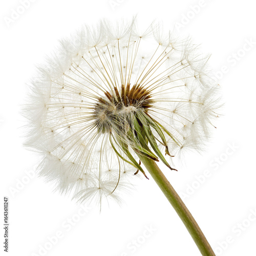 Wallpaper Mural Close-up of a delicate dandelion seed head isolated on a white background for nature lovers Torontodigital.ca