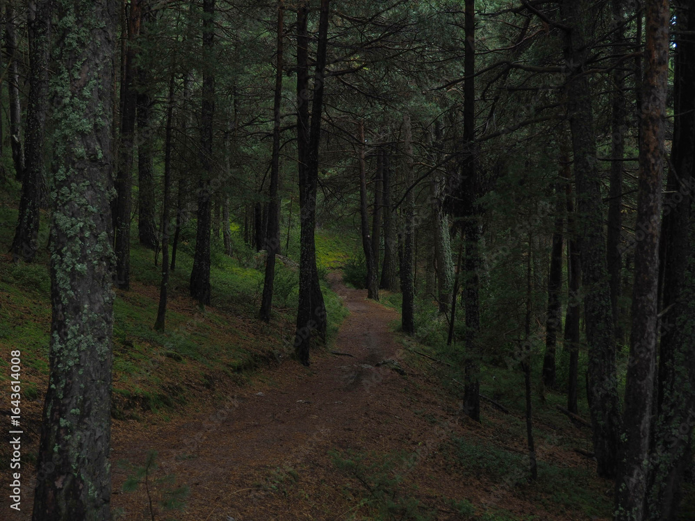 Fototapeta premium Forest path surrounded by lush green trees in a dense woodland