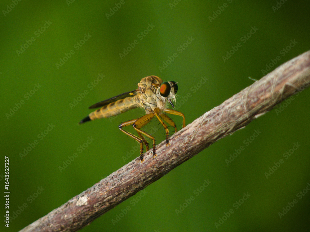 close up of a fly close up of a fly