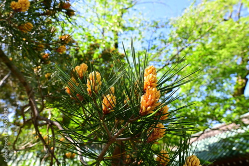 Yellow-orange pine cones cluster among green needles under clear blue sky.