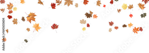 Autumn falling leaves on transparent background, vector, png. Wave of falling leaves in the wind, leaf fall. Rowan berries, acorns, yellow leaves of oak, maple, birch, rowan.
