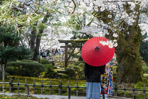 赤い和傘と着物、桜が咲く日本庭園の春景色