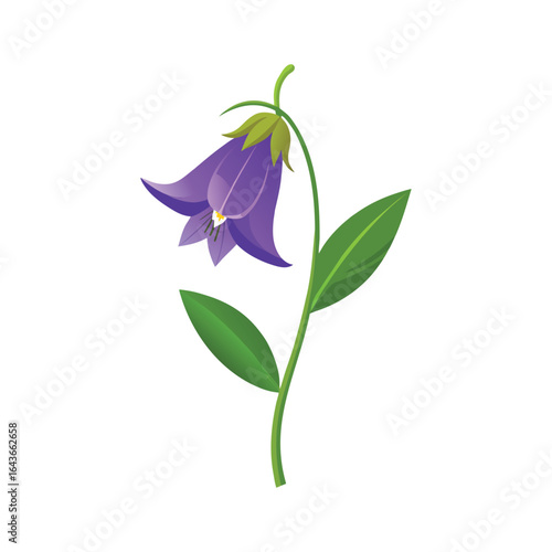 A single vibrant purple bellflower with green leaves on a white background