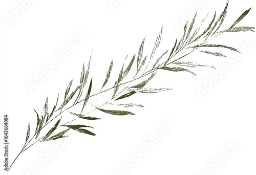 A detailed drawing of a plant stem with delicate leaves