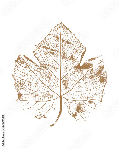 Grape leaf imprint, botanical stamp on white background. Vector illustration