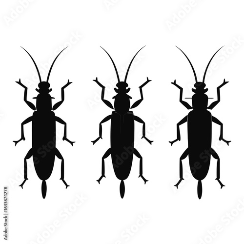 Longhorn Beetle