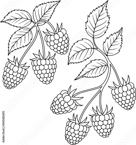Ripe raspberries on leafy branches fruit leaves
