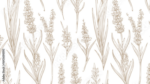 Botanical hand drawn lavender print seamless pattern old vintage calligraphy style brown pattern on white background, sketch natural plant style.