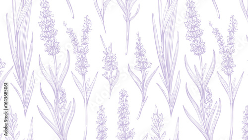 Botanical hand drawn lavender print seamless pattern old vintage calligraphy style purple pattern on white background, sketch natural plant style.