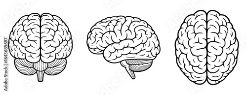 Three views of a black and white brain illustration anatomy medical