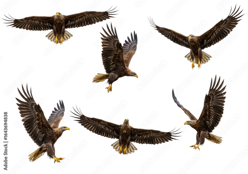 Fototapeta premium Collection of eagles flying with wings spread isolated on transparent background